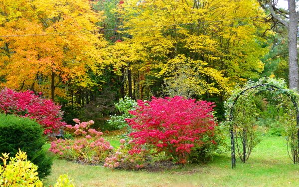 Photography Park Fall Tree Bush Flower Garden HD Wallpaper | Background Image