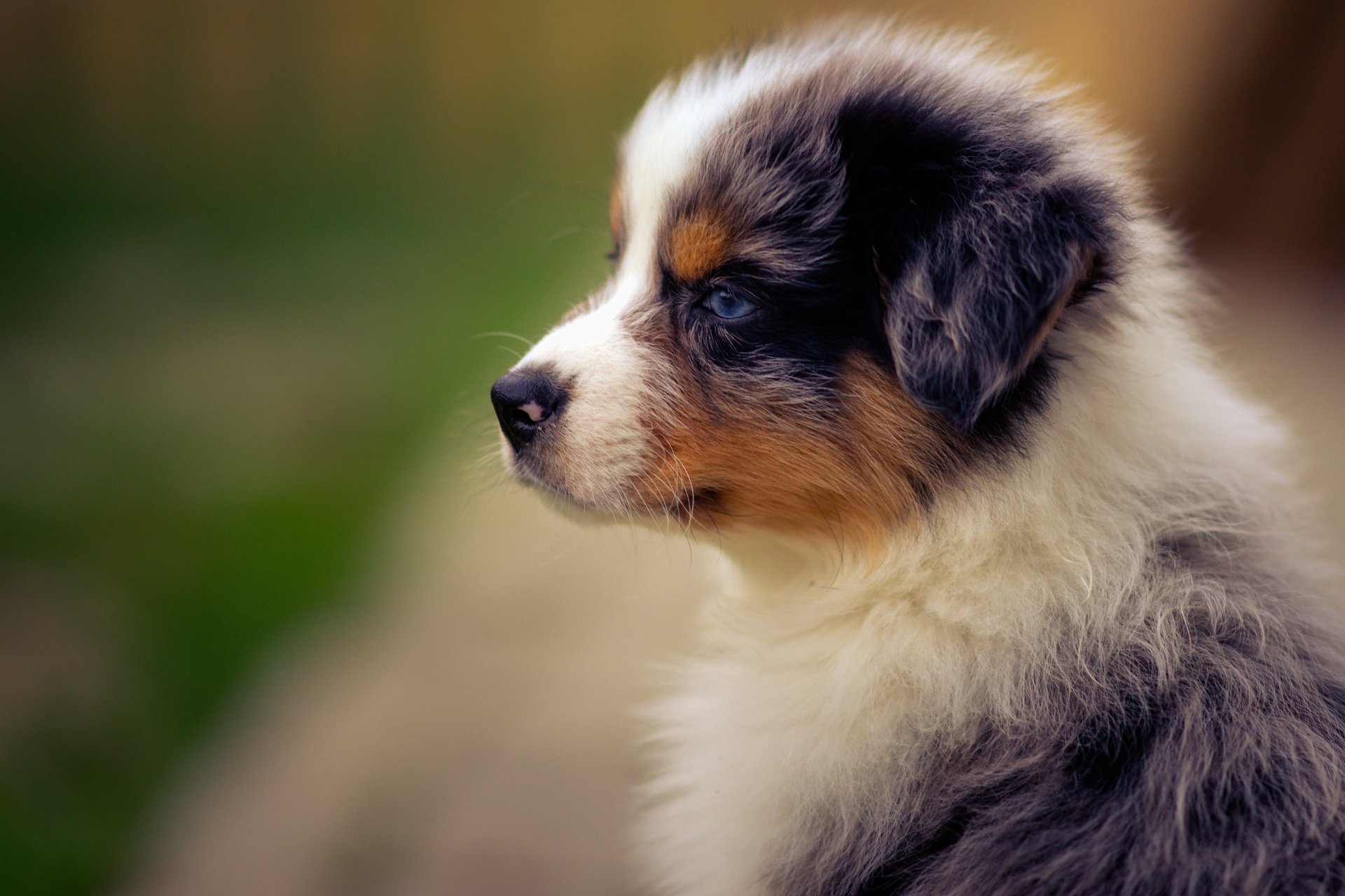 Australian Shepherd Puppy 4k Ultra HD Wallpaper | Hintergrund