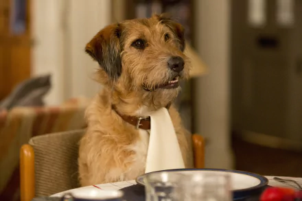 dog movie Absolutely Anything HD Desktop Wallpaper | Background Image