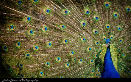 Animal peacock HD Desktop Wallpaper | Background Image