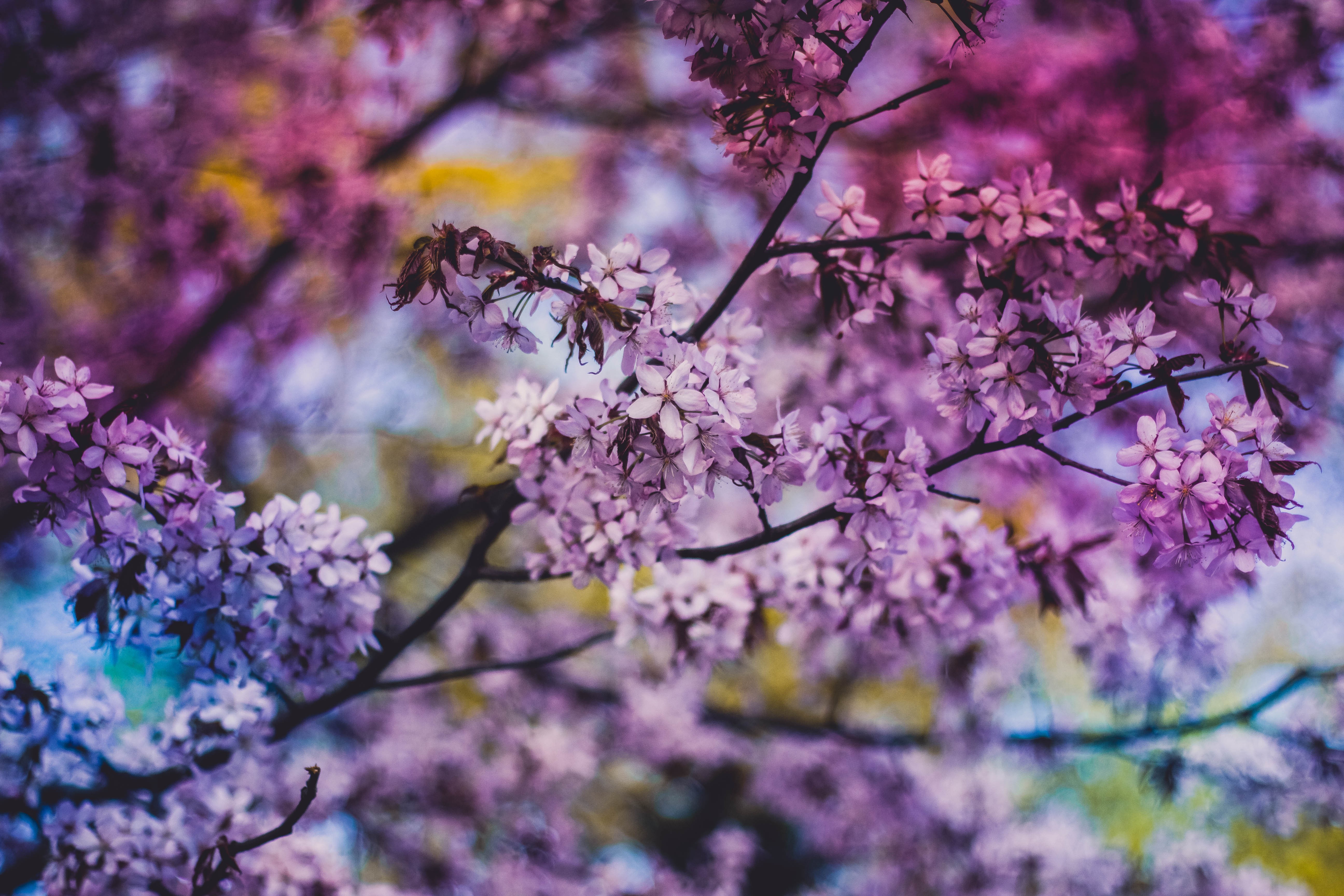 Download Bokeh Flower Nature Blossom 4k Ultra HD Wallpaper