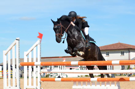 HD desktop wallpaper featuring a show jumping equestrian event with a rider and horse clearing a jump against a clear blue sky background.
