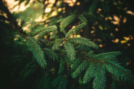 tree nature pine tree HD Desktop Wallpaper | Background Image