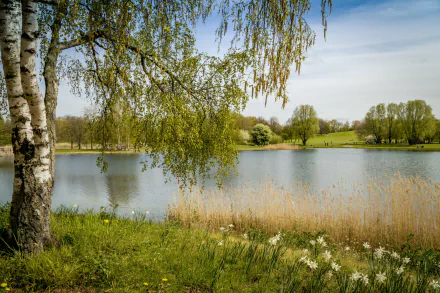 A serene spring landscape featuring daffodils in the grass by a calm lake, framed by a graceful birch tree and lush greenery, capturing the beauty of nature.