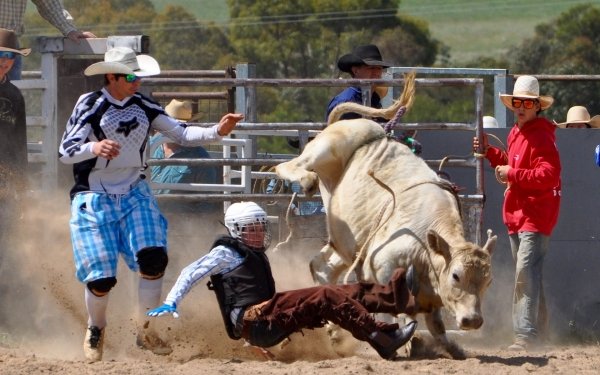 Sports Rodeo Bull Cowboy HD Wallpaper | Background Image