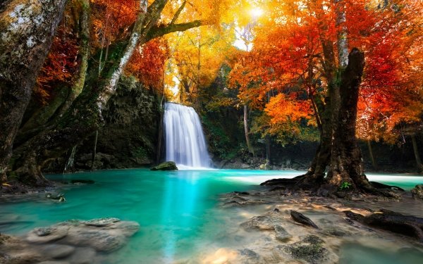 Earth Waterfall Waterfalls Fall Tree Forest HD Wallpaper | Background Image