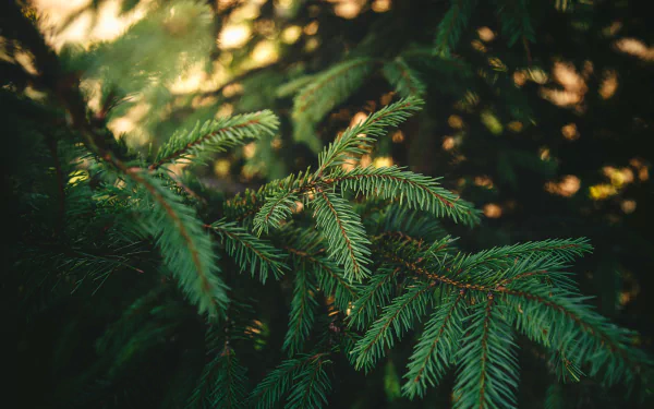 tree nature pine tree HD Desktop Wallpaper | Background Image
