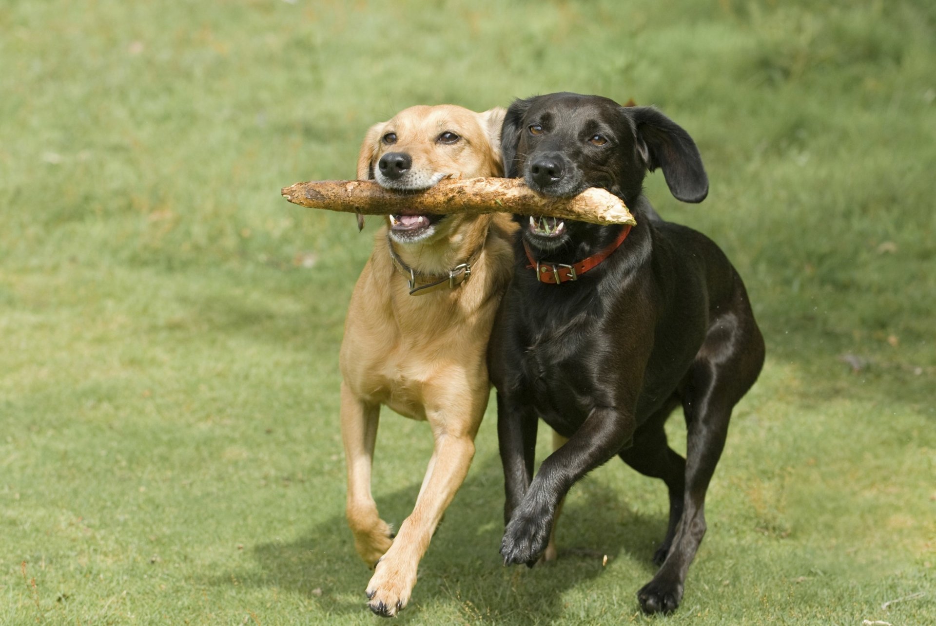 Two Labrador Retrievers joyfully carry a stick together in a green field, showcasing their playful nature in this vibrant HD wallpaper.