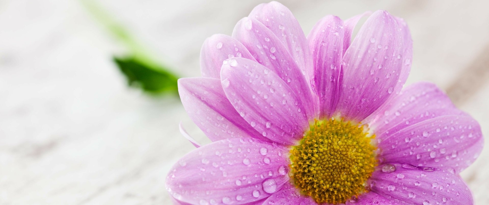 Download Purple Flower Dahlia Daisy Close-up Nature Flower HD Wallpaper ...