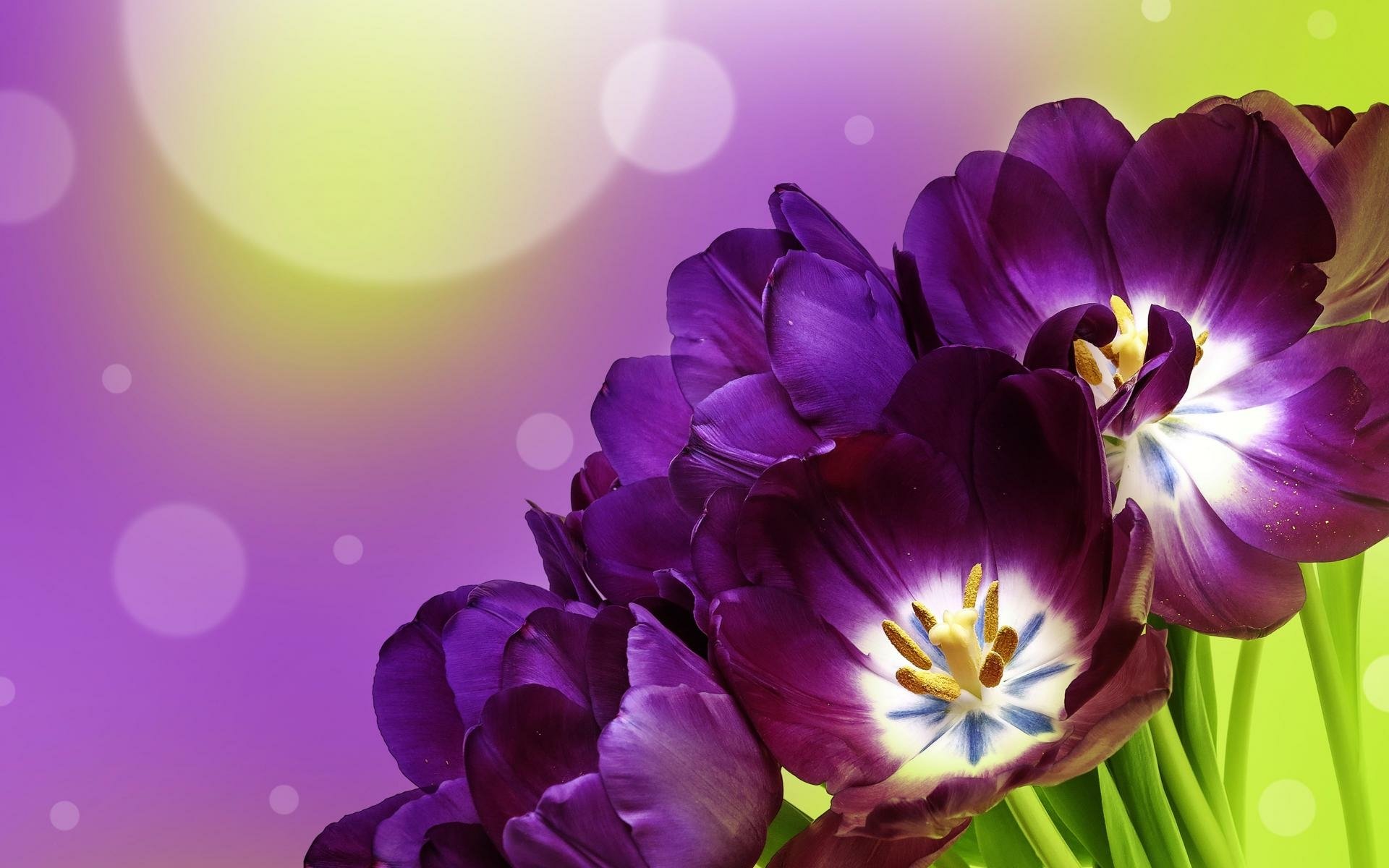 Download Purple Flower Close-up Flower Nature Tulip HD Wallpaper ...