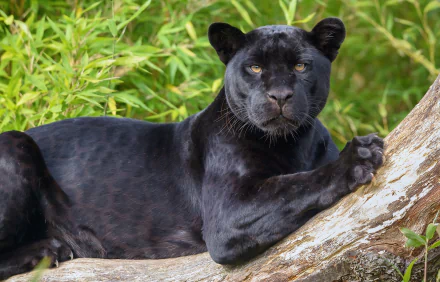 A striking black panther lounges on a tree branch, surrounded by lush green foliage, creating a captivating HD wallpaper and background.