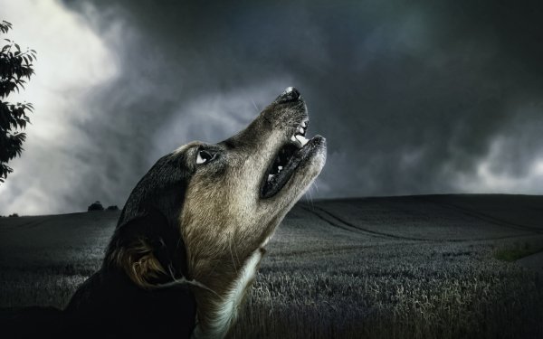 Animal Dog Dogs Dark Field Sky Cloud HD Wallpaper | Background Image