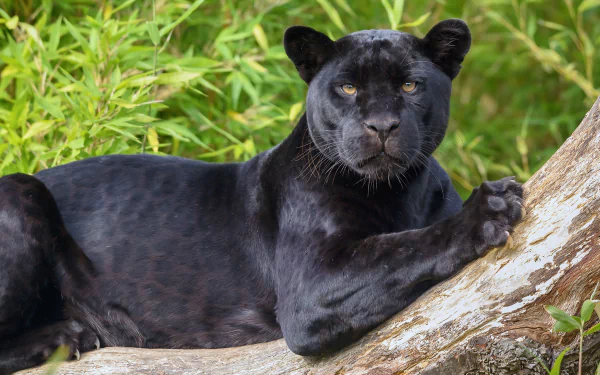 A striking black panther lounges on a tree branch, surrounded by lush green foliage, creating a captivating HD wallpaper and background.