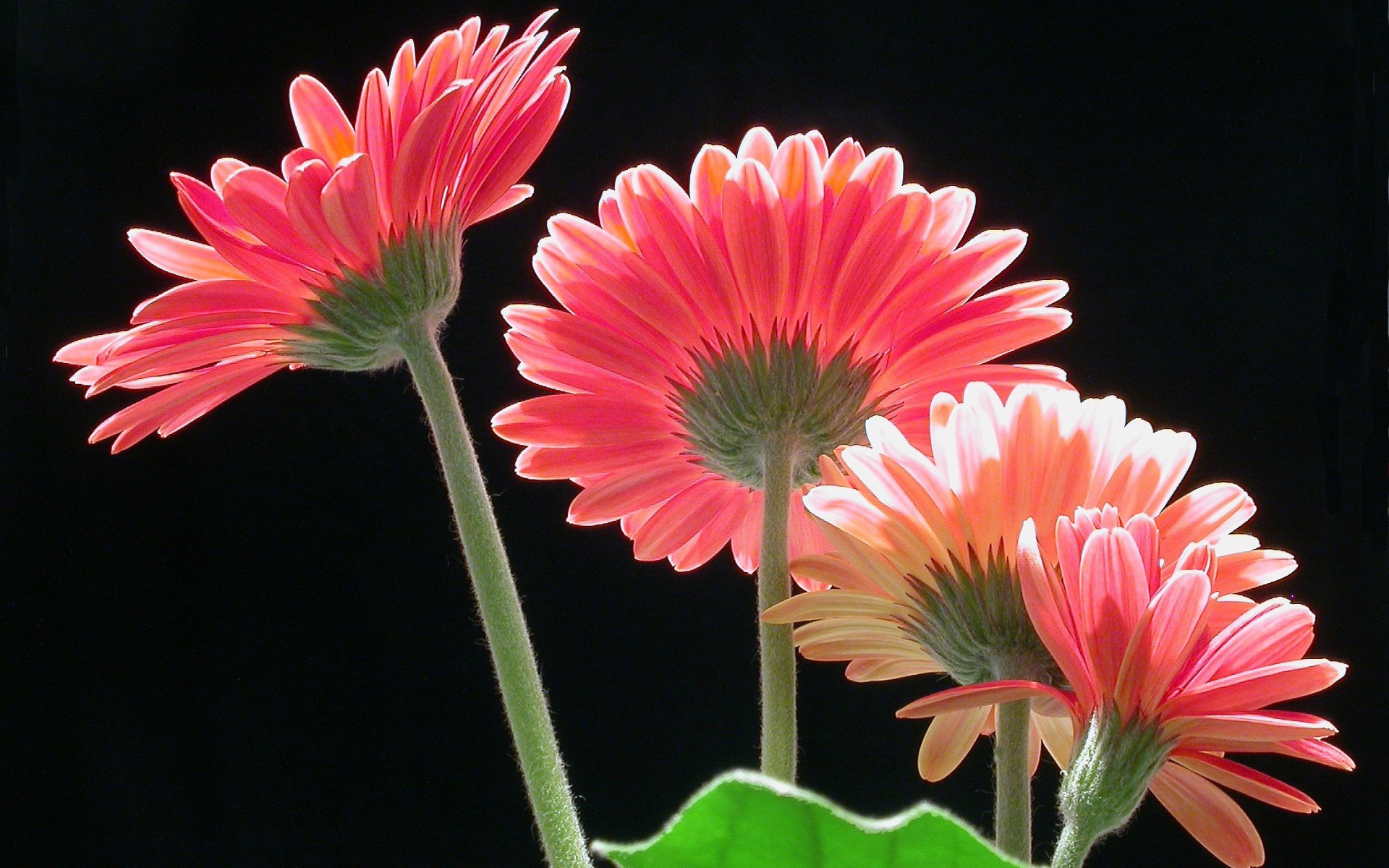 Pink Gerberas HD Wallpaper Background Image 1920x1200