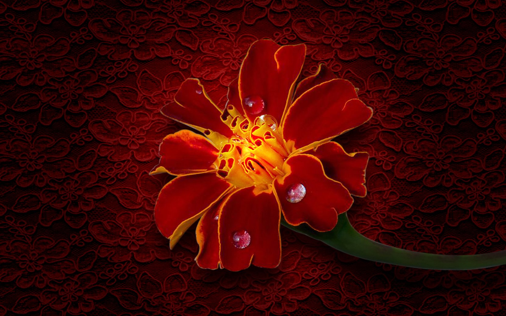 Red Flower Wallpaper and Background Image | 1660x1038