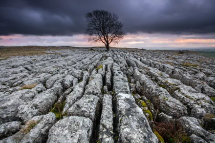 nature landscape lonely tree tree HD Desktop Wallpaper | Background Image