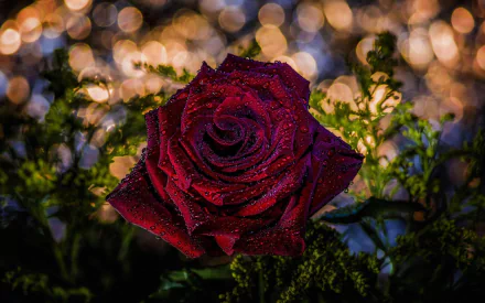 A close-up of a vibrant red rose adorned with droplets, surrounded by lush greenery, features a beautiful bokeh backdrop, making it an exquisite nature-inspired desktop wallpaper.