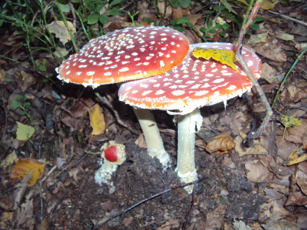  Fly agaric family