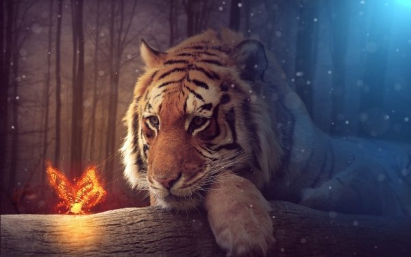 Animal Tiger Cats HD Wallpaper | Background Image