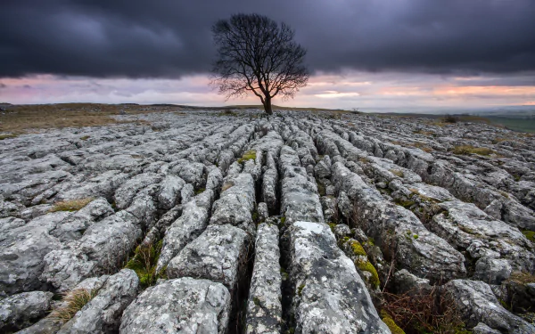 nature landscape lonely tree tree HD Desktop Wallpaper | Background Image