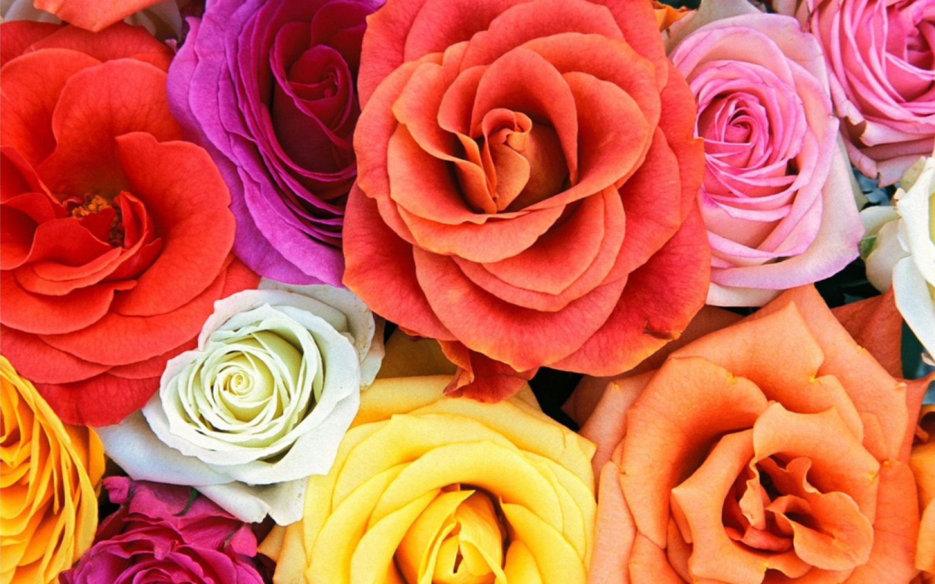 colorful rose backgrounds