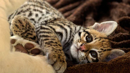 HD desktop wallpaper of a cute ocelot kitten with large eyes, spotted fur, and soft paws resting on a brown blanket, showcasing an adorable wild cat in high detail.