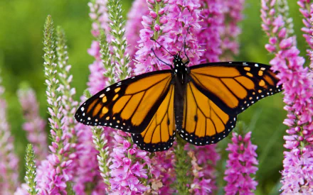  Monarch Butterfly