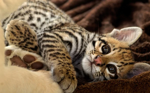  Ocelot Kitten