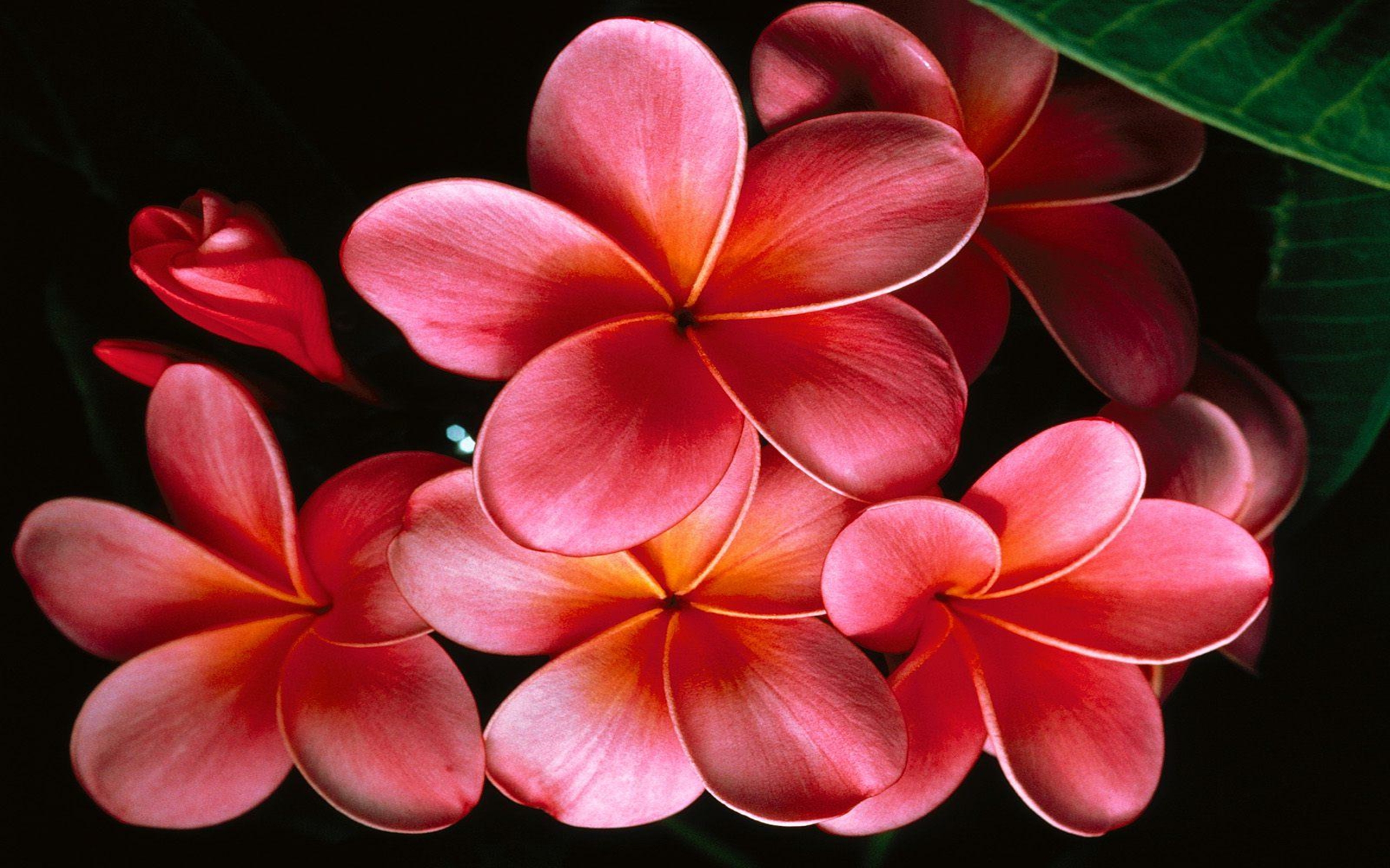 Pink Plumeria HD Wallpaper | Background Image | 2560x1600 | ID:699126 ...