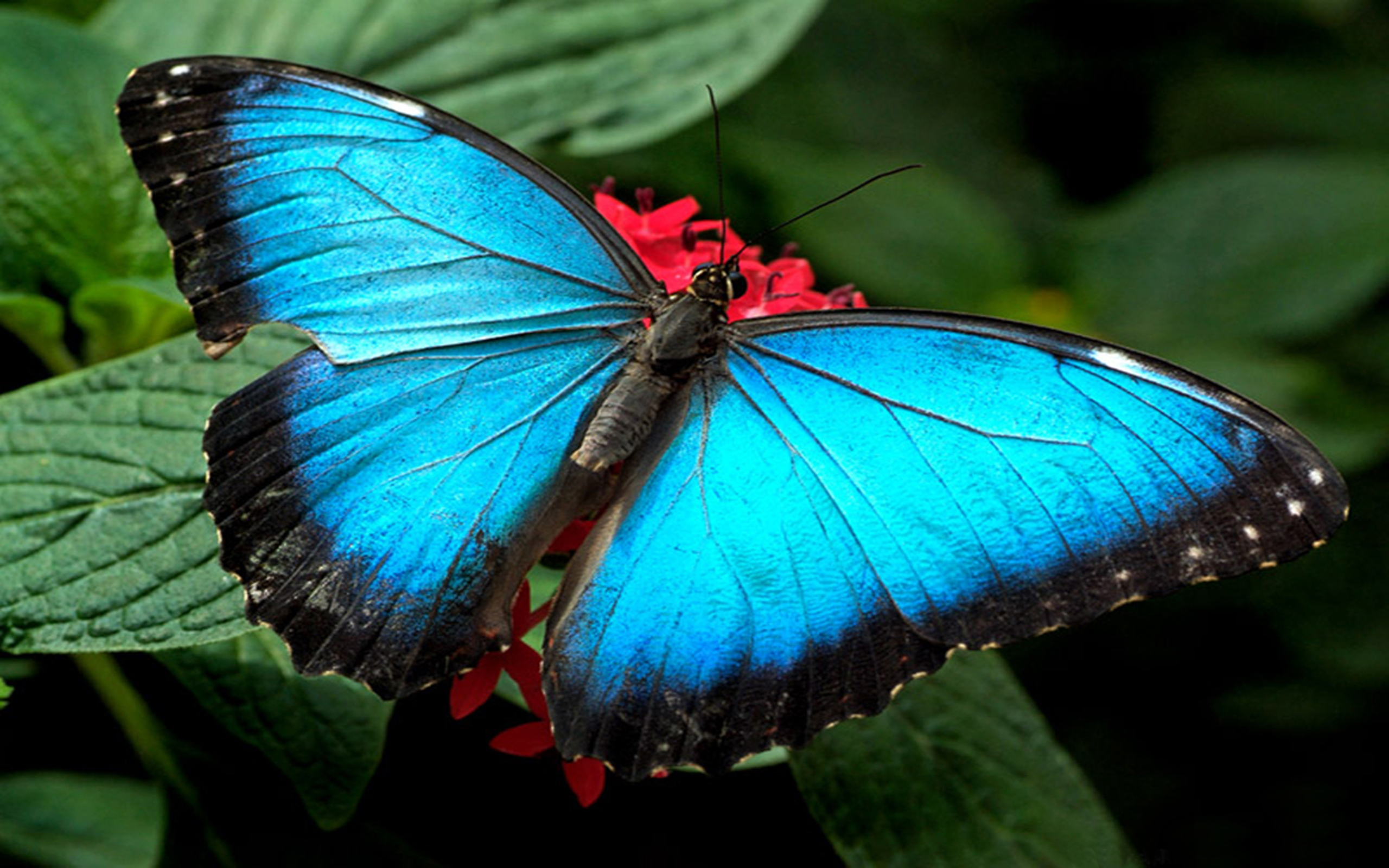 Blue Butterfly HD Wallpaper | Background Image | 2560x1600 ...