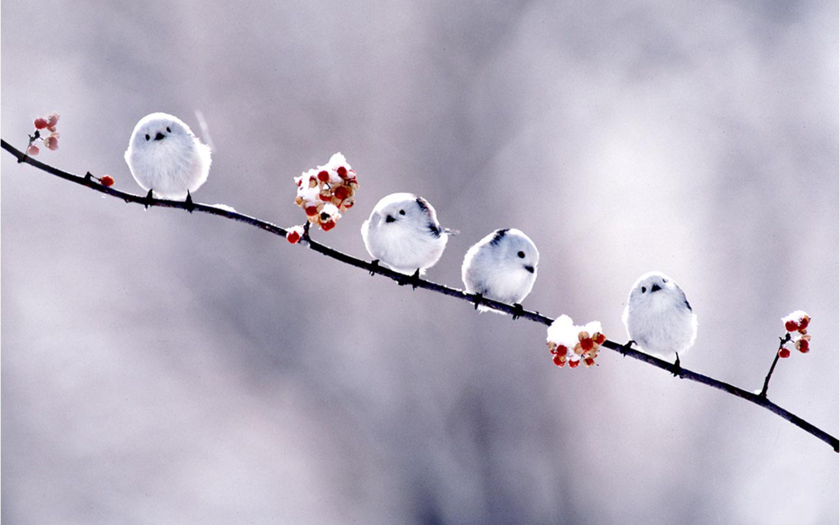 Snow Buntings on Winter Berry Branch