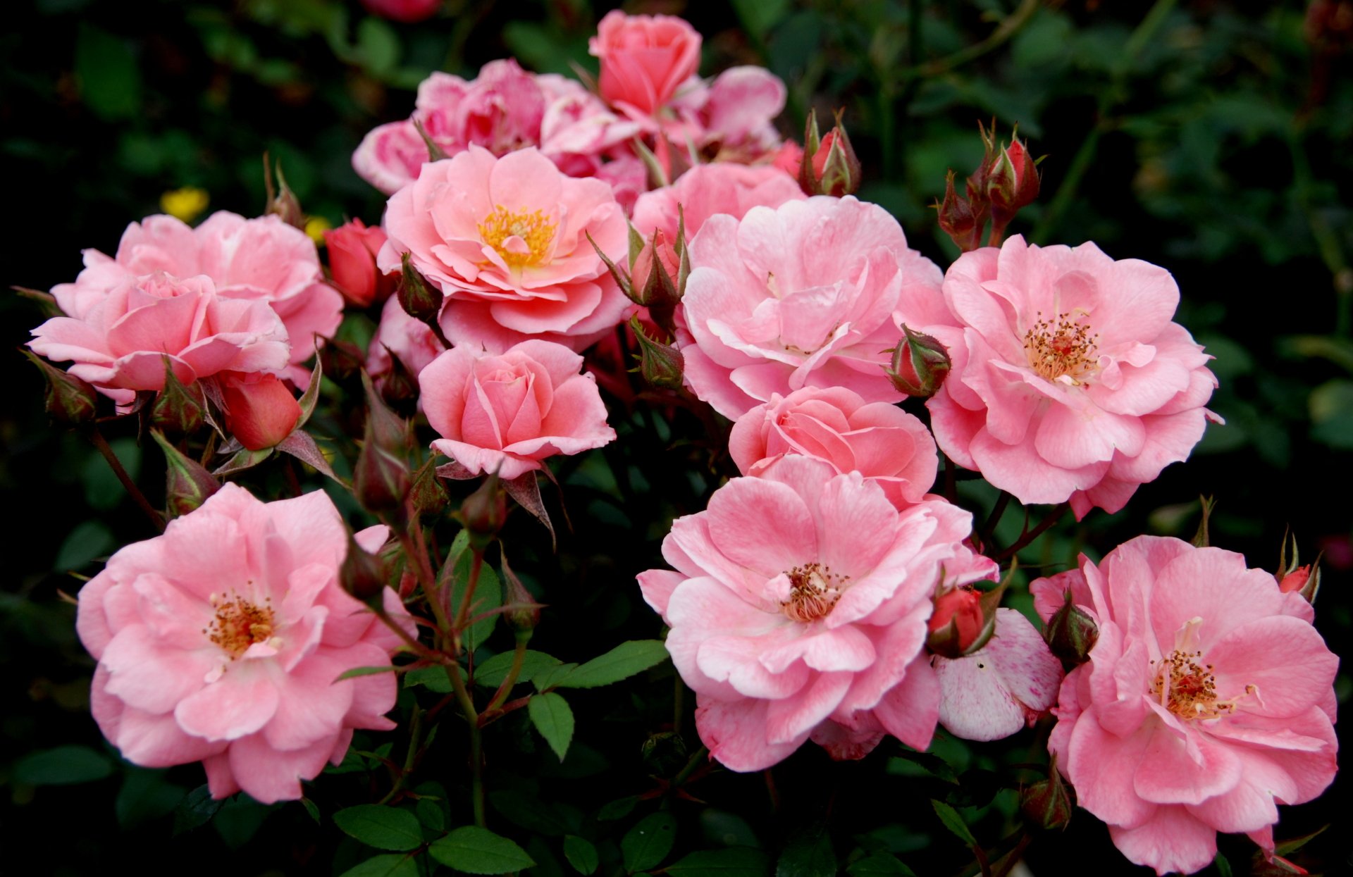 Pink Roses