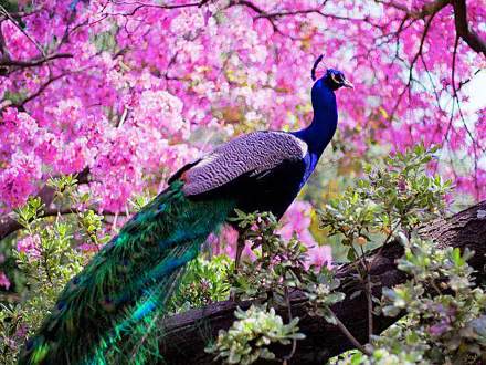 A vivid HD desktop wallpaper of an Indian peafowl with iridescent feathers perched on a branch against a backdrop of bright pink blossoms.