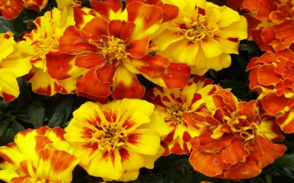 A field of marigolds at sunset HD Wallpaper | Background Image