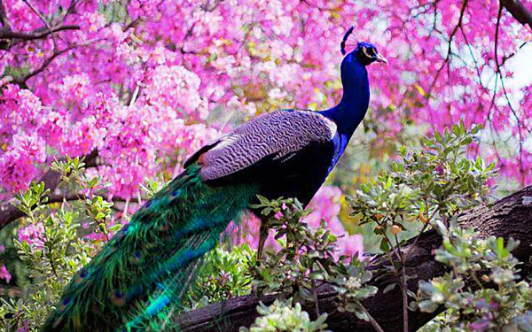 A vivid HD desktop wallpaper of an Indian peafowl with iridescent feathers perched on a branch against a backdrop of bright pink blossoms.