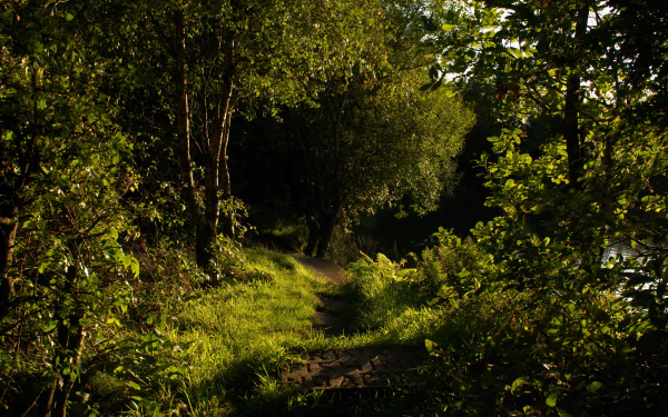 A dark green forest path bathed in soft sunlight, captured in 4K Ultra HD, creating a serene nature scene for a PC desktop wallpaper.
