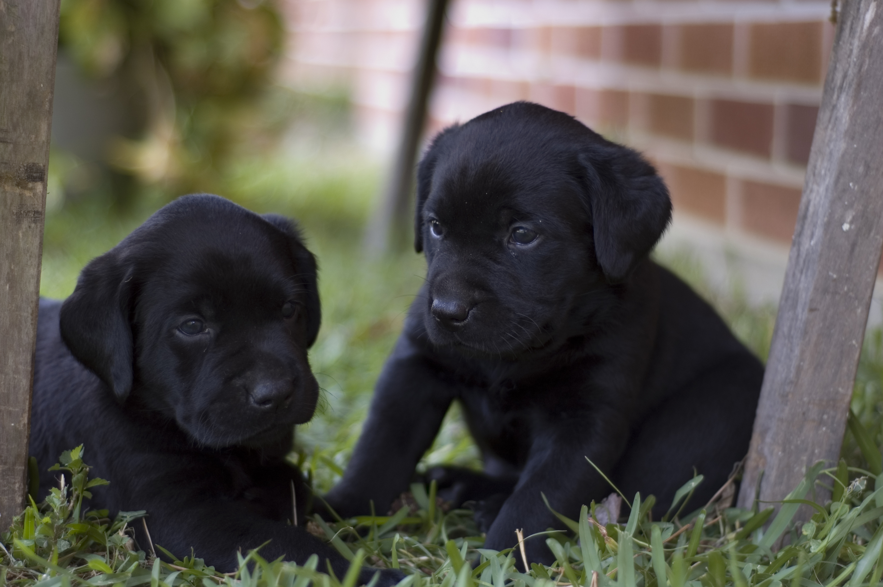 Black Labrador Retriever Puppies Fond Décran Hd Arrière