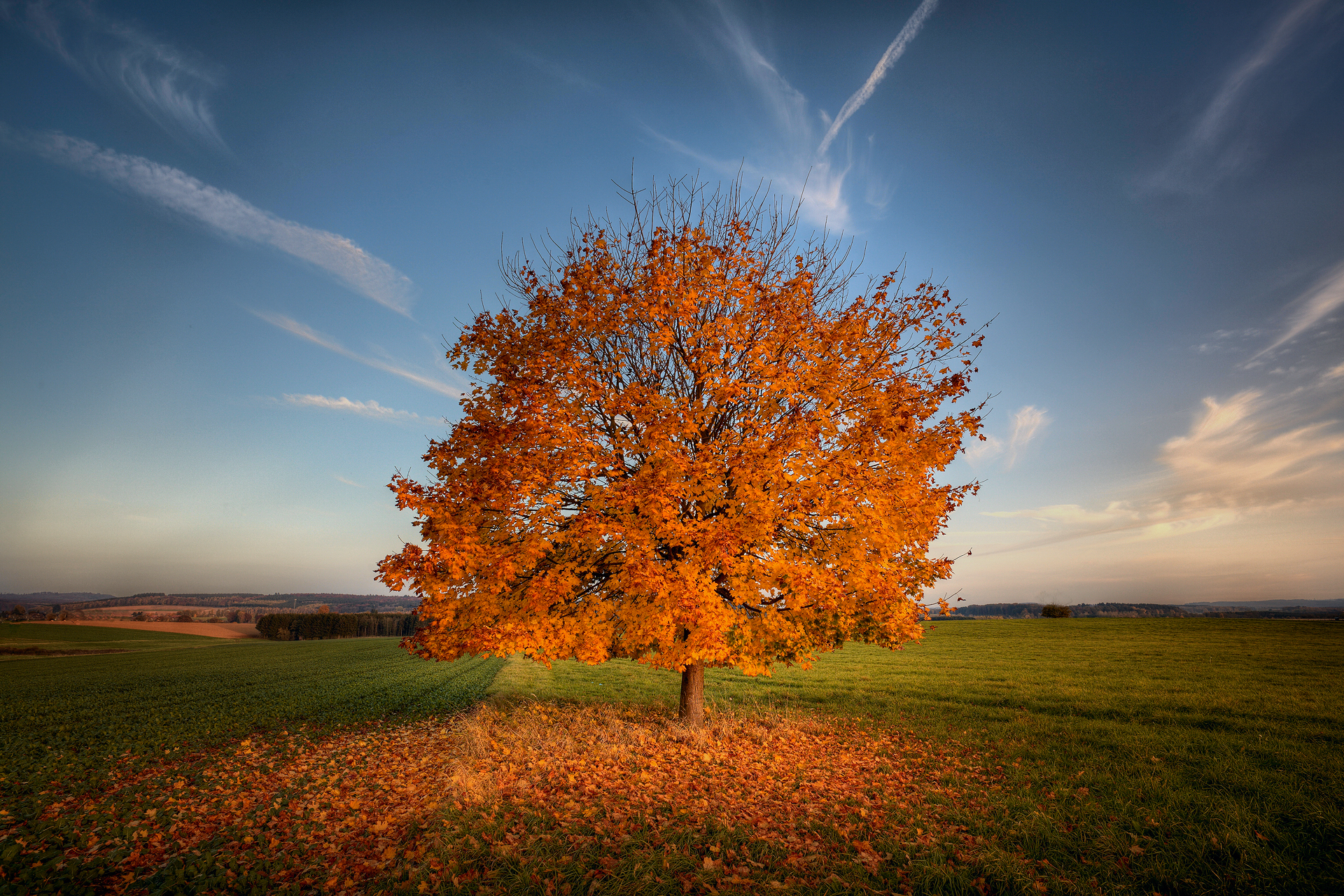  Autumn  Tree  HD Wallpaper Background Image 1920x1280 