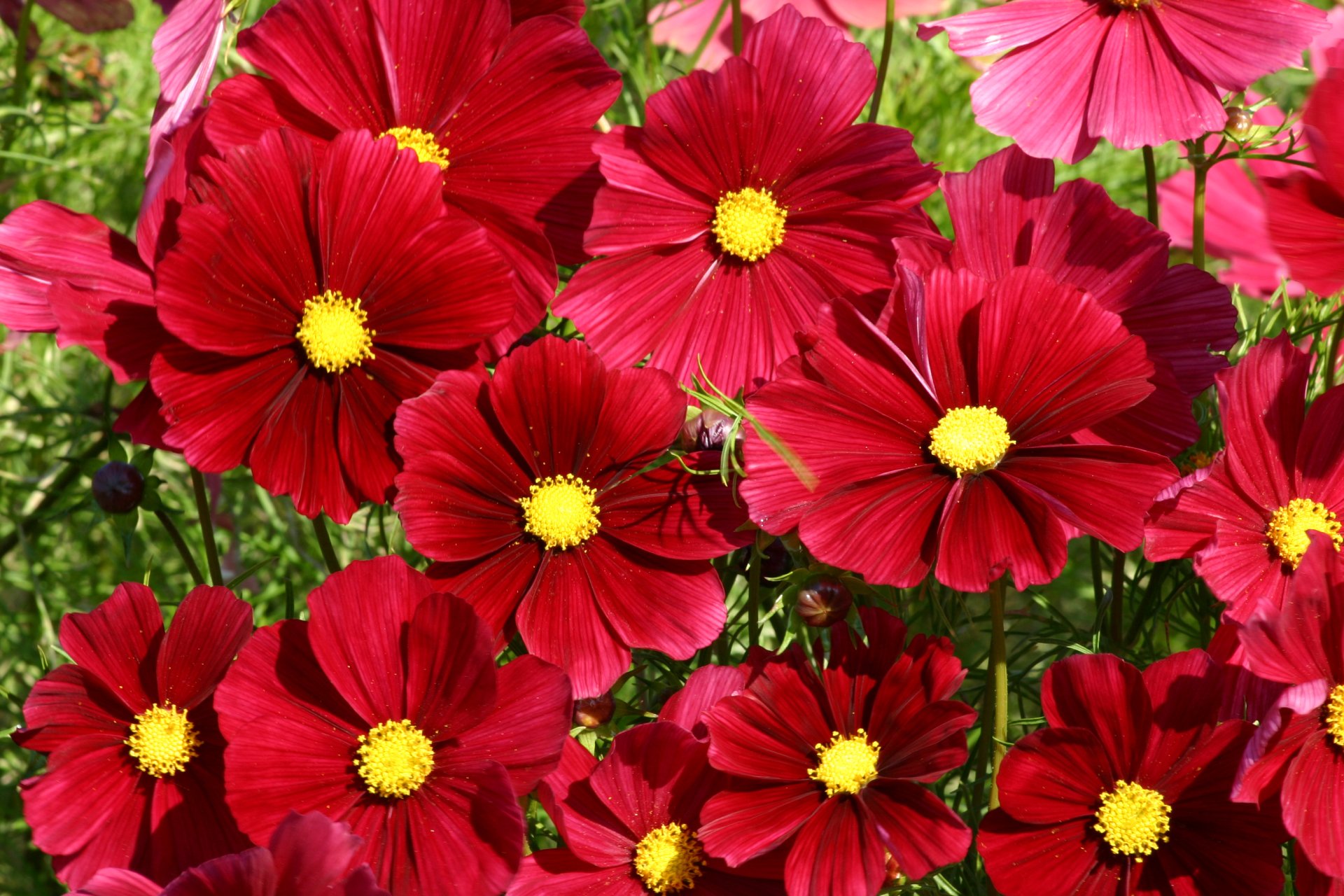 Cosmos atrosanguineus