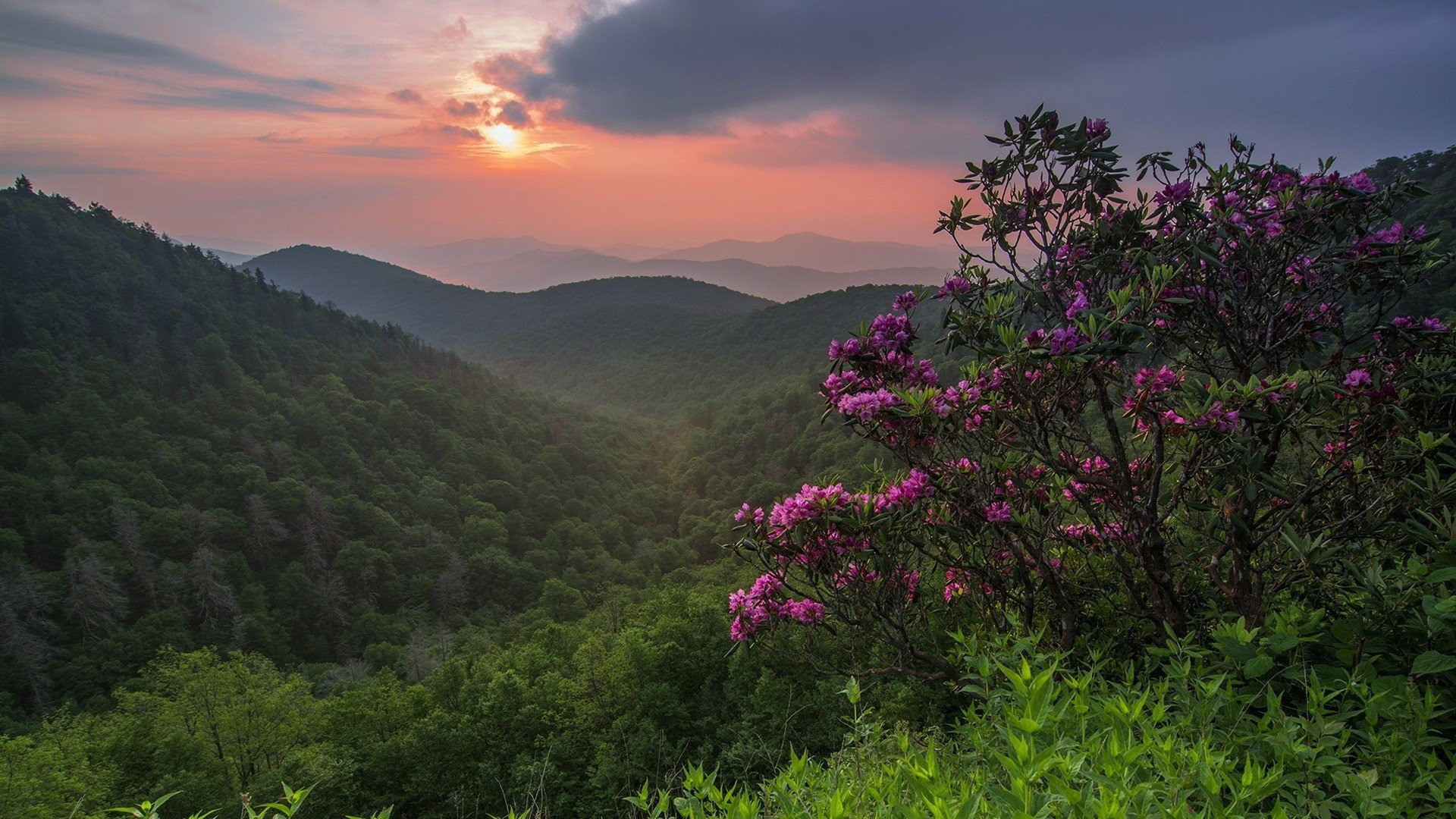 Download Green Tree Mountain Forest Bush Flower Nature Landscape HD ...