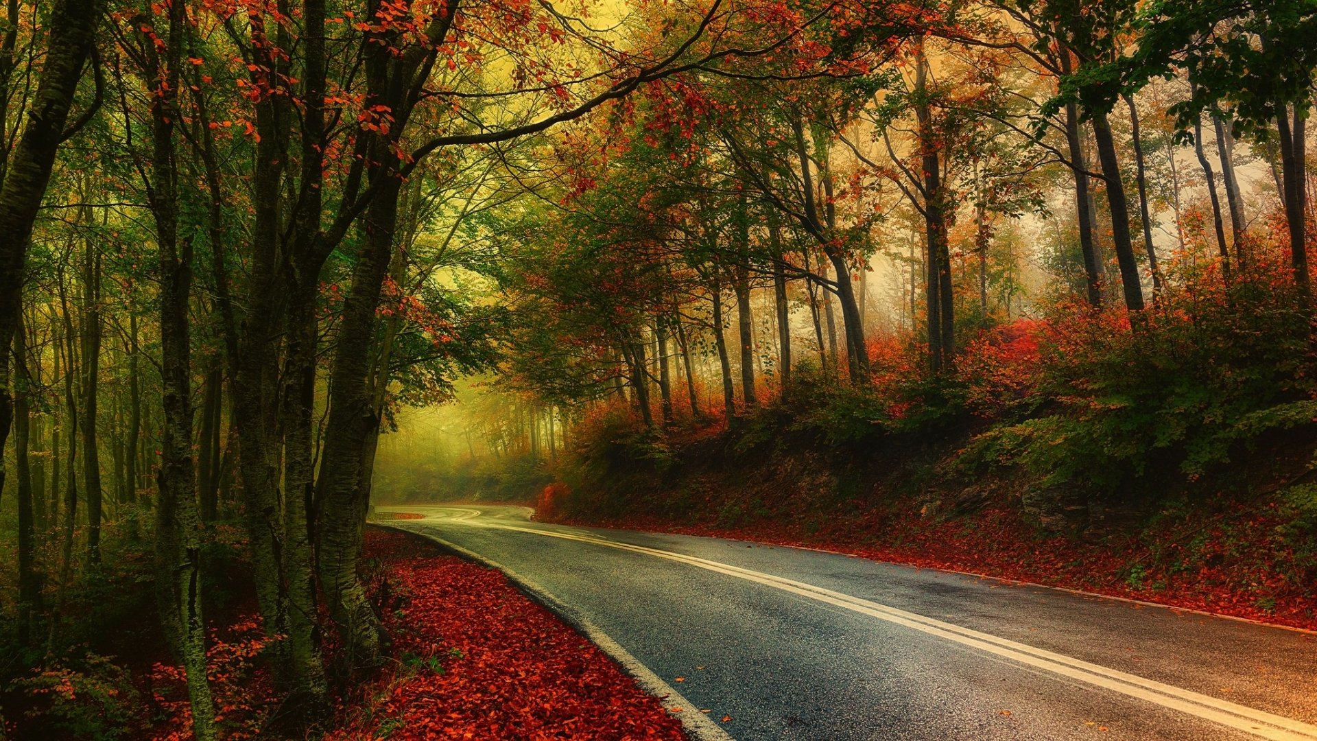 Download Forest Tree Fall Man Made Road HD Wallpaper | 2048x1152 ...