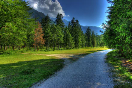  Forest Road