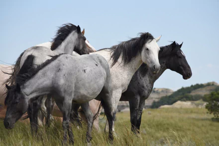  Feral horses wild and free on the range by skeeze
