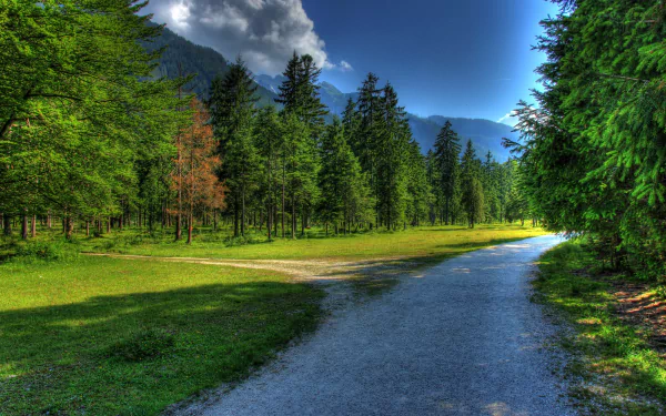  Forest Road