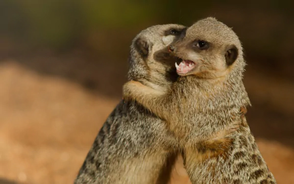  Two Meerkats Hugging