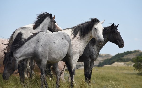 Animal Horse Feral Herd HD Wallpaper | Background Image