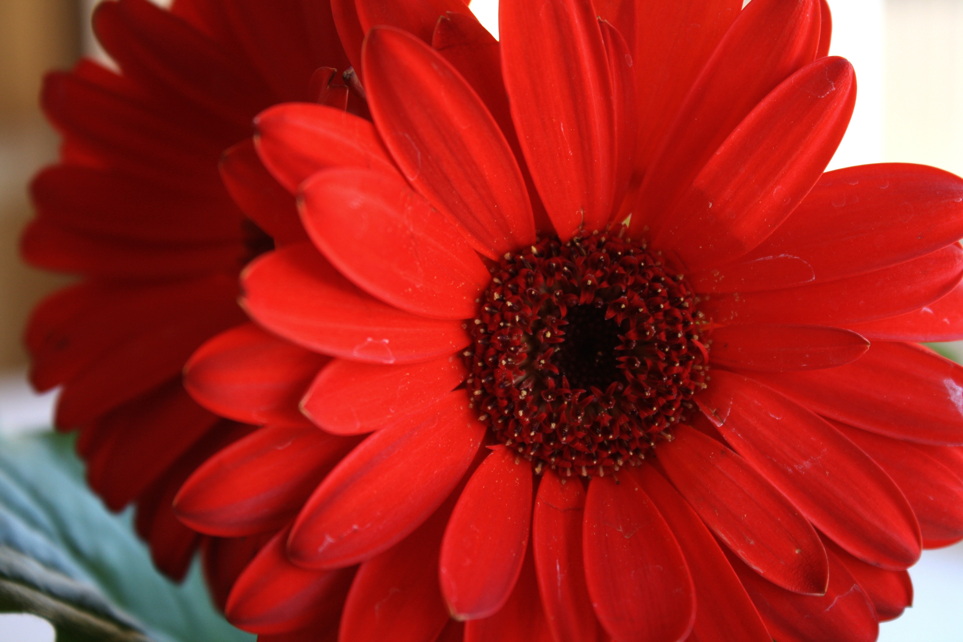 Red Gerbera