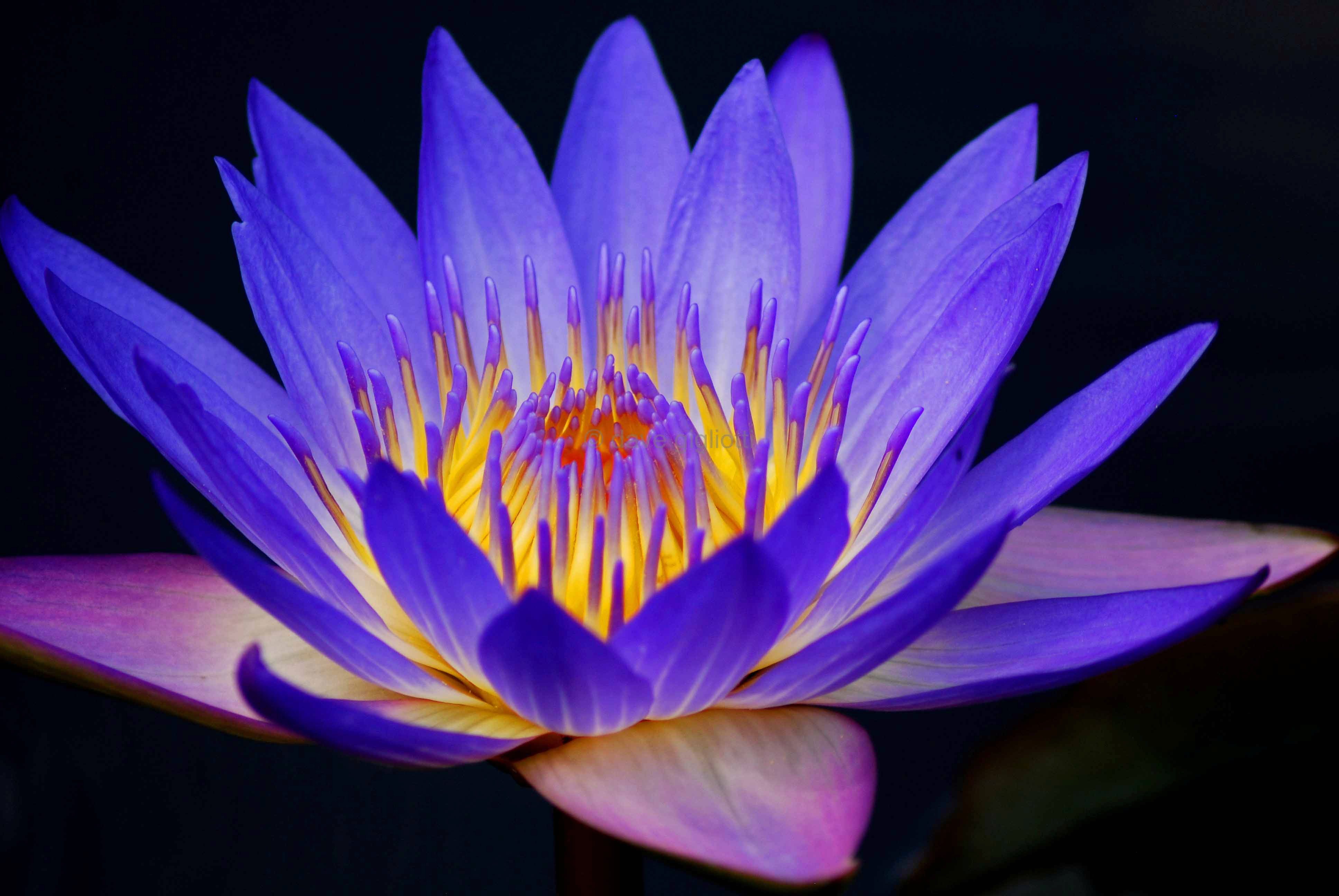 Download Purple Flower Flower Nature Water Lily 4k Ultra HD Wallpaper