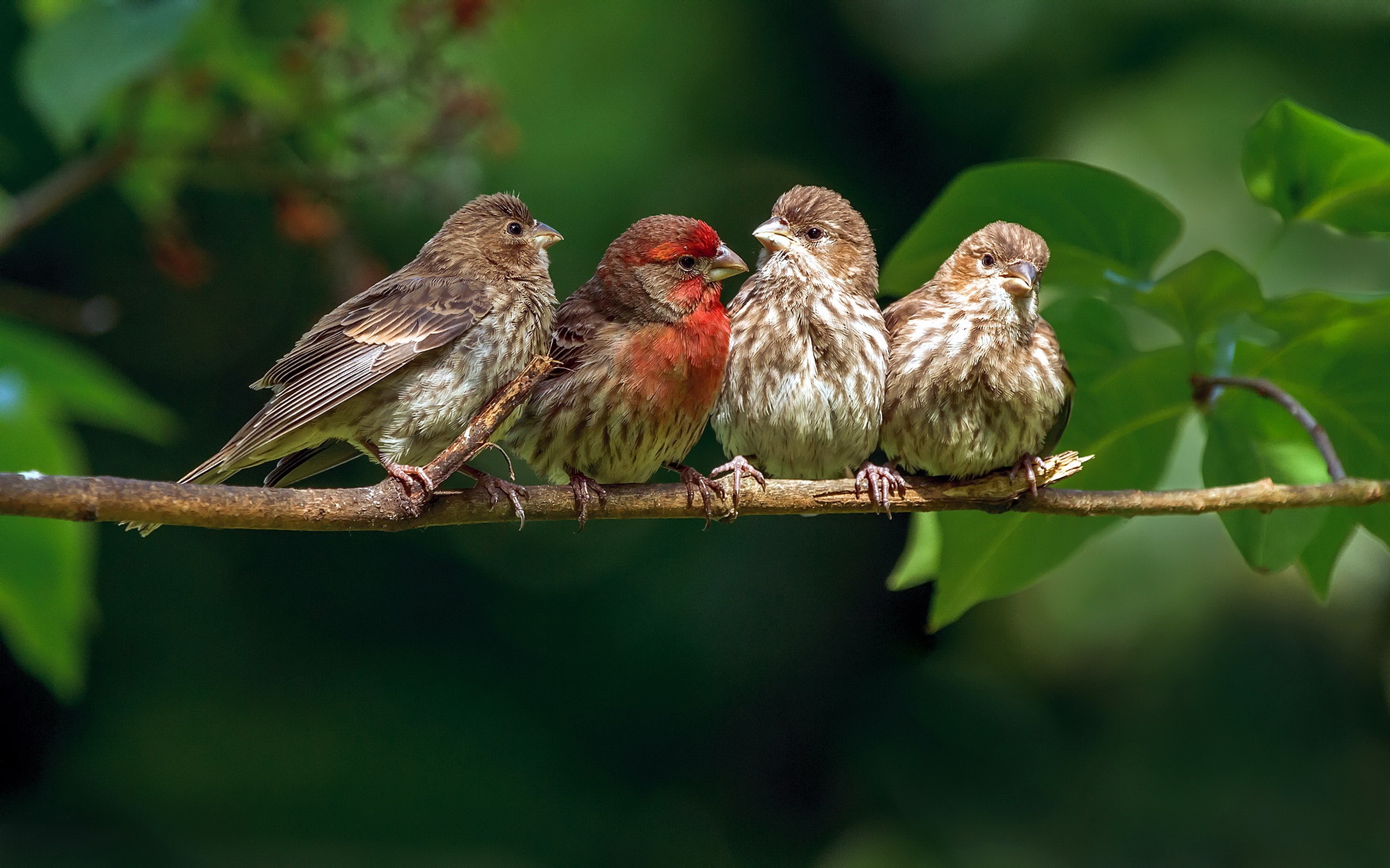 Four Birds on a Branch HD Wallpaper | Background Image | 3000x1875