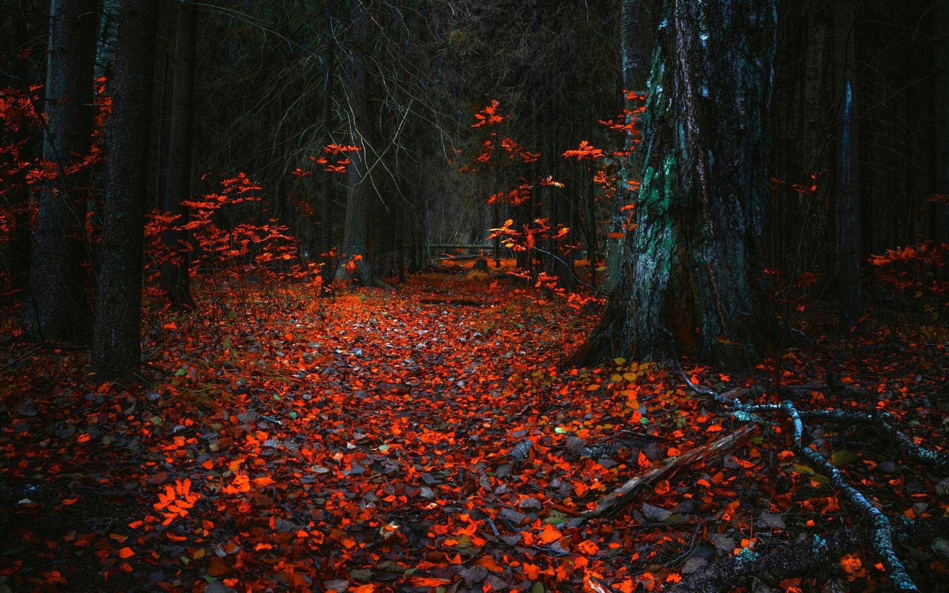 HD desktop wallpaper featuring a dark forest scene with vibrant red fall leaves carpeting the ground and clinging to tree branches in a serene natural setting.
